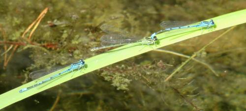 Coenagrion puella